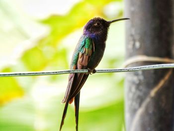 Close-up of bird perching outdoors