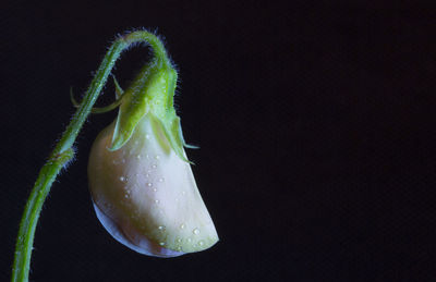 Close-up of flower against black background