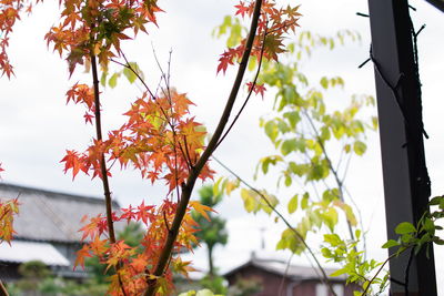 Low angle view of maple leaves against sky