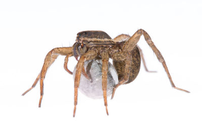 Close-up of spider on white background