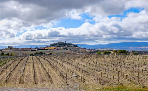 Scenic view of agricultural field against sky