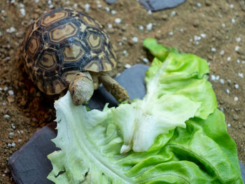 High angle view of a turtle