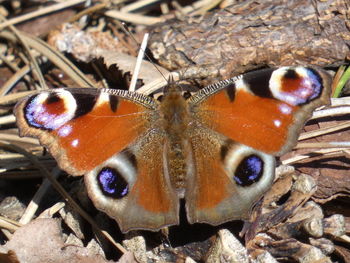 Close-up of butterfly