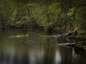 Scenic view of lake in forest