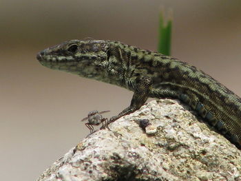 Close-up of a lizard on rock