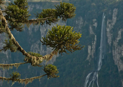 Close-up of plants against trees