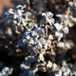 Close-up of snow on plant