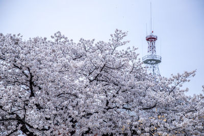 Low angle view of cherry blossom against sky