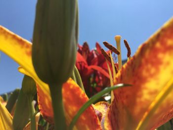 Close-up of yellow flower