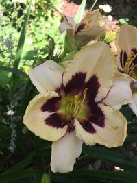 Close-up of flower