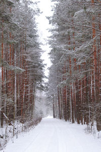 Snow covered road amidst trees during winter