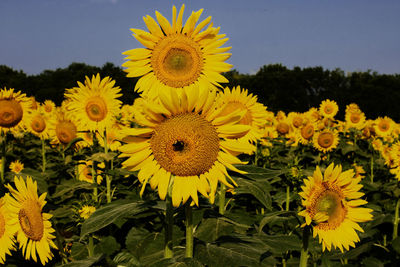 Close-up of yellow flowering plants