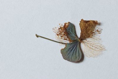 High angle view of dry leaves on white table