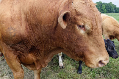 View of cow on field