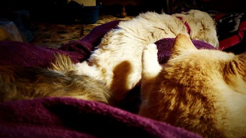 Close-up of cat sleeping