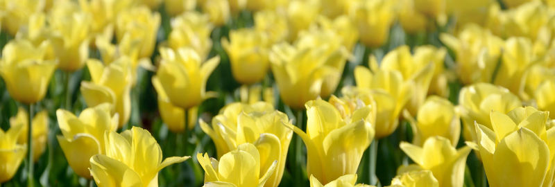 Full frame shot of yellow tulips on field
