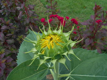 Close-up of yellow flower