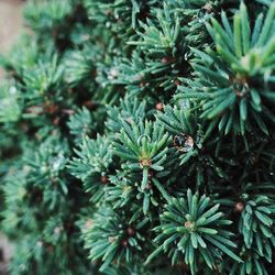 Close-up of leaves