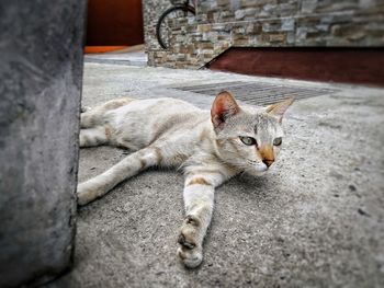 Portrait of cat lying on retaining wall