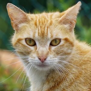 Close-up portrait of a cat