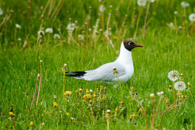 View of a bird on field