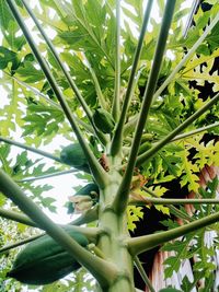 Low angle view of bamboo plant