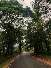 Empty road along trees