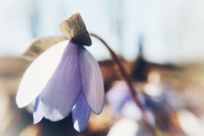 Close-up of white flowering plant