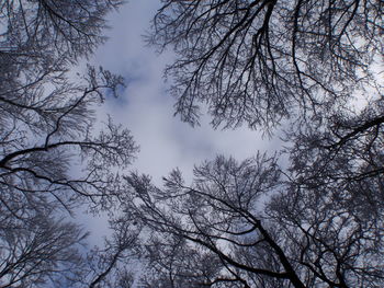 Low angle view of bare trees against sky