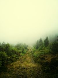 Trees in foggy weather