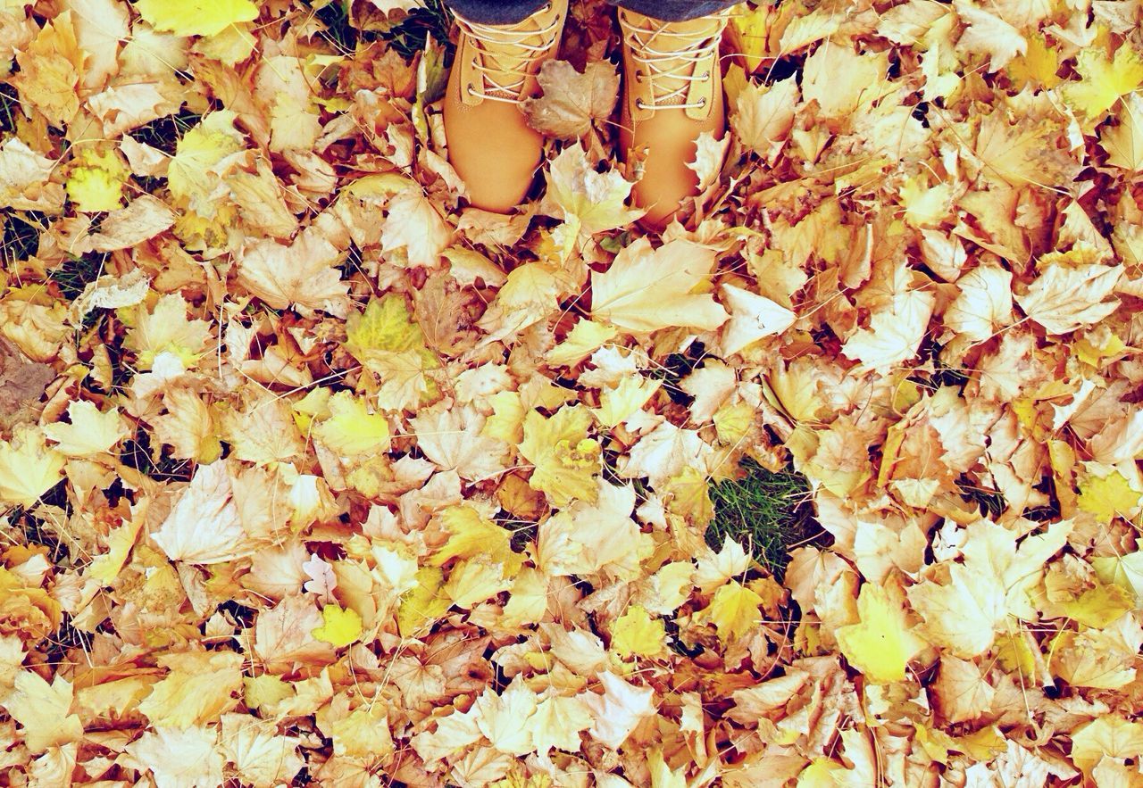 autumn, leaf, low section, change, person, dry, leaves, abundance, season, high angle view, standing, fallen, shoe, lifestyles, day, nature, outdoors