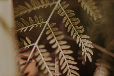 Close-up of spiked plant