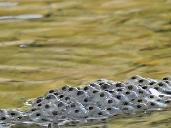 Close-up of turtle in water