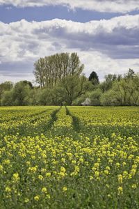 Scenic view of field against cloudy sky