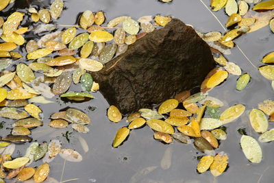 Stone in water surrounded with yellow leaves