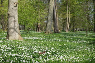 View of trees in park