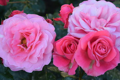 Close-up of pink roses
