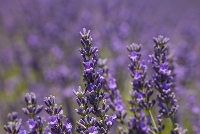 Close-up of purple flowering plant