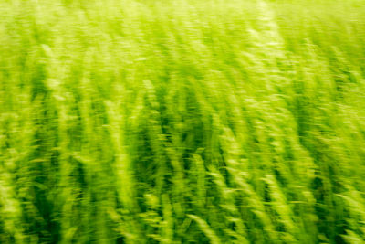 Full frame shot of wheat field