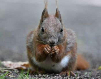 Close-up portrait of squirrel