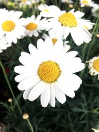 Close-up of white flowers blooming outdoors