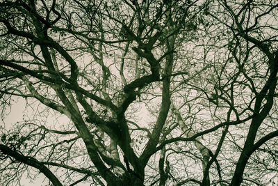 Low angle view of tree in forest against sky