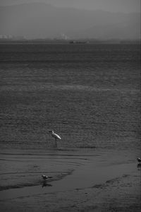 Seagulls flying over sea