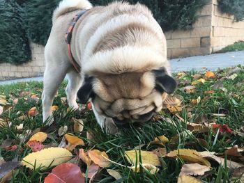 Close-up of dog on grass