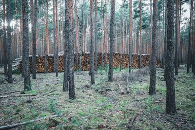 Trees in forest
