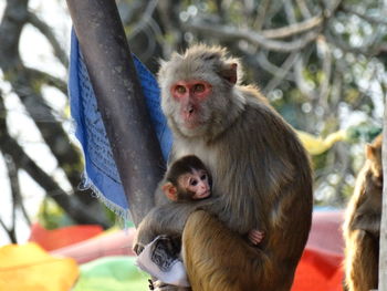 Monkey sitting on tree