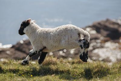 Sheep running on grassy field