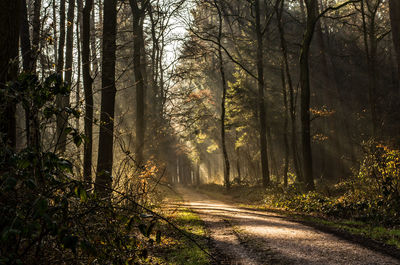 Road passing through forest