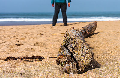 Low section of man standing on beach