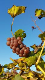 Low angle view of fruits growing on tree against sky